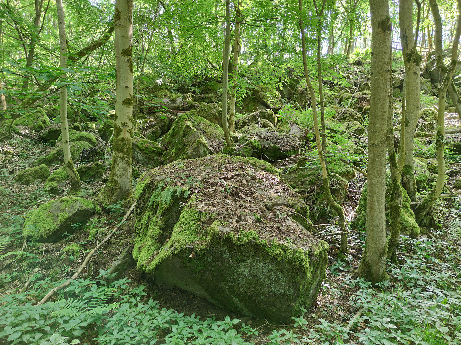 Felsen Blockhalde Bienwiesen in Lauterbach-Allmenrod