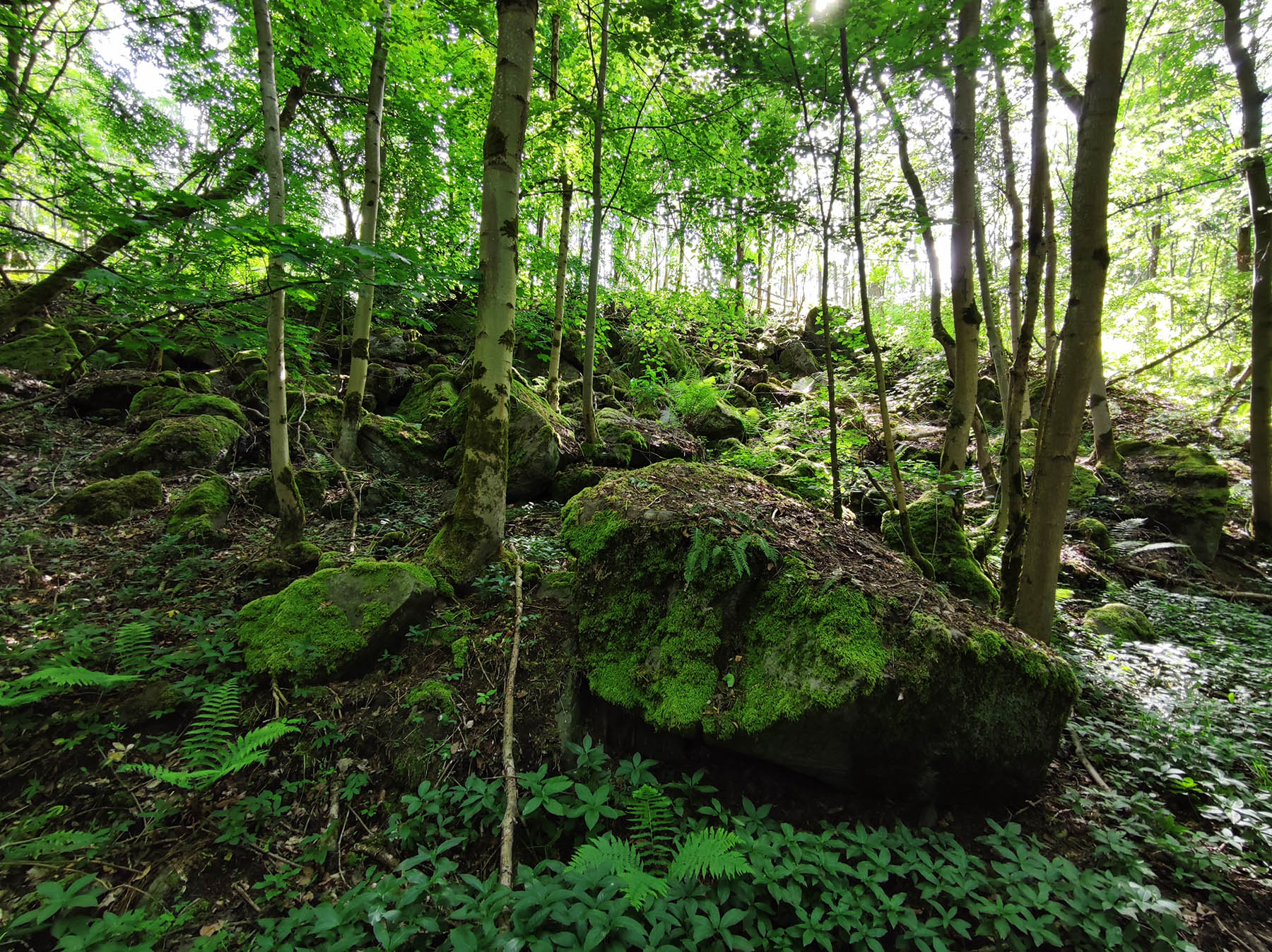 Felsen Blockhalde Bienwiesen in Lauterbach-Allmenrod