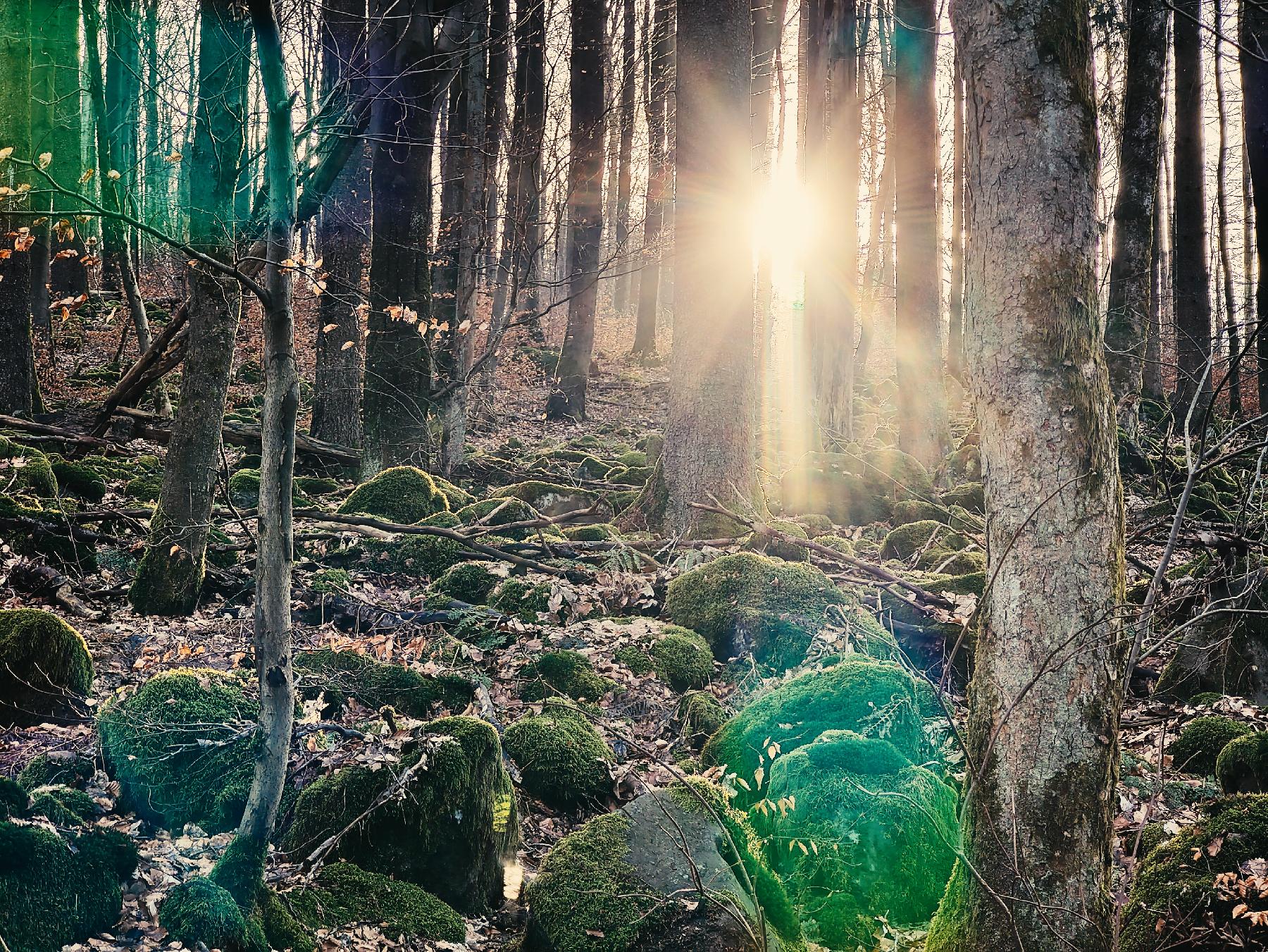 Felsen Blockhalde im Hegholz in Grebenhain-Hochwaldhausen