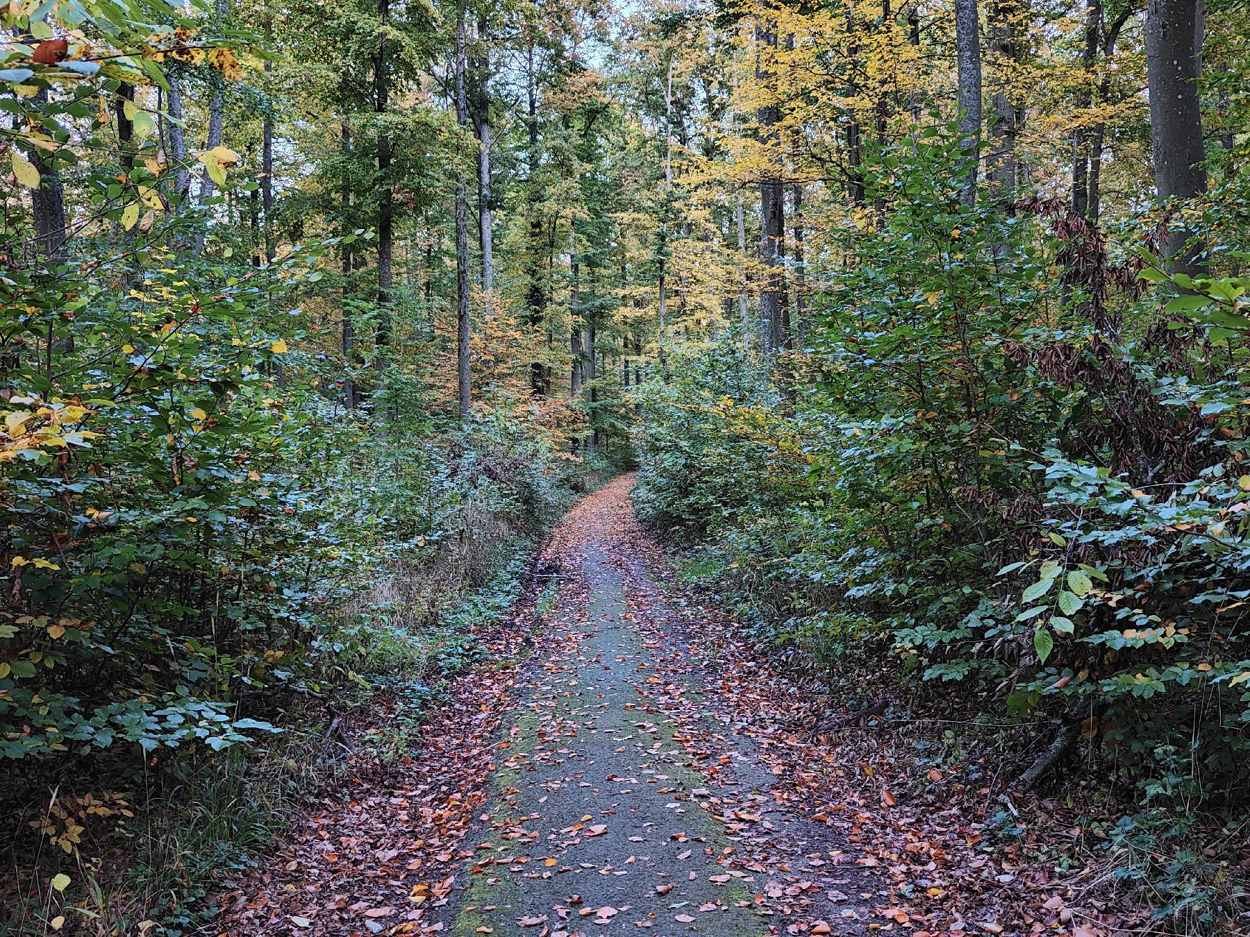 Strecke Grenzweg – TK3 im Vogelsberg