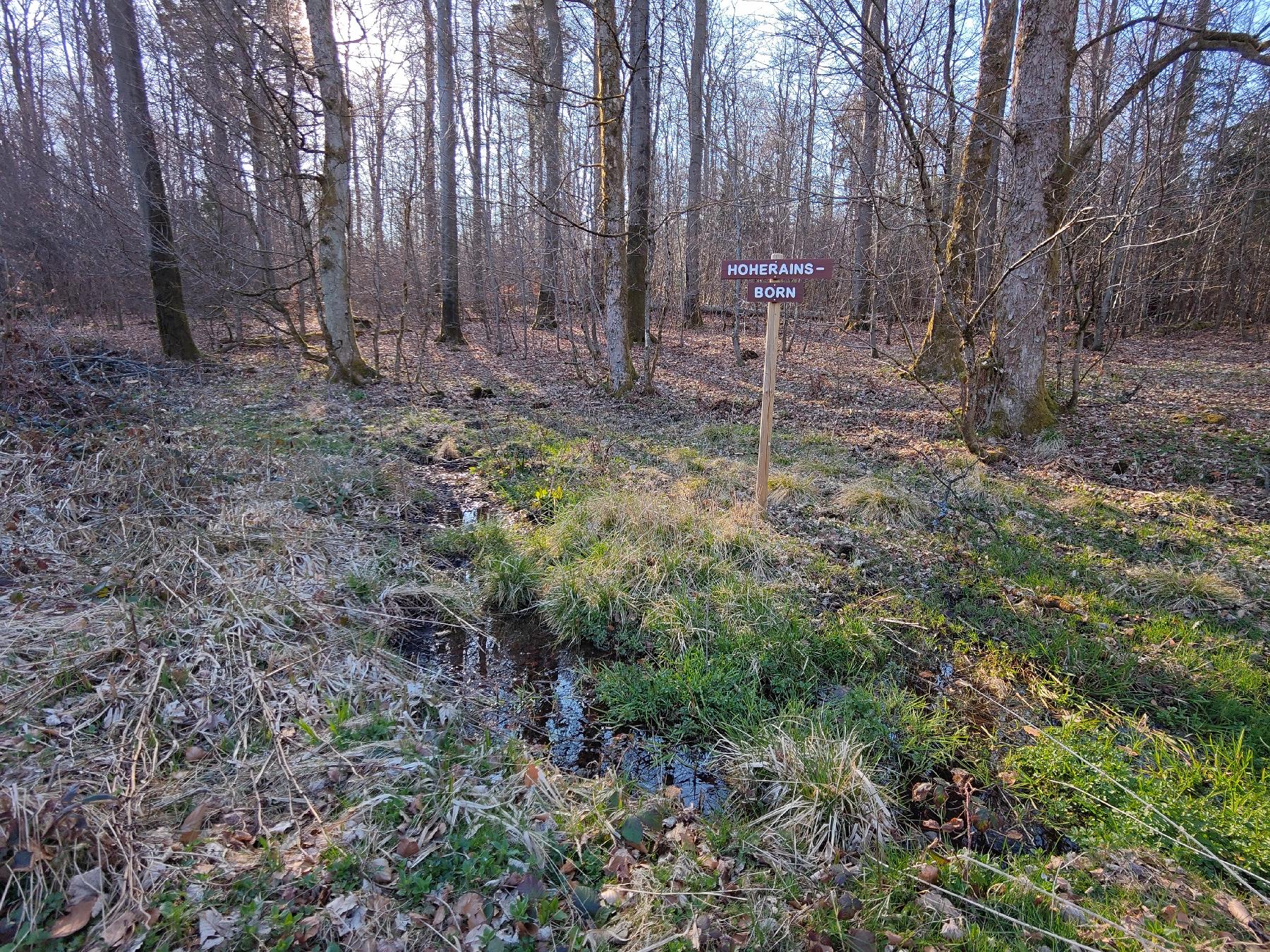Quelle Hoherainsborn in Schotten-Breungeshain