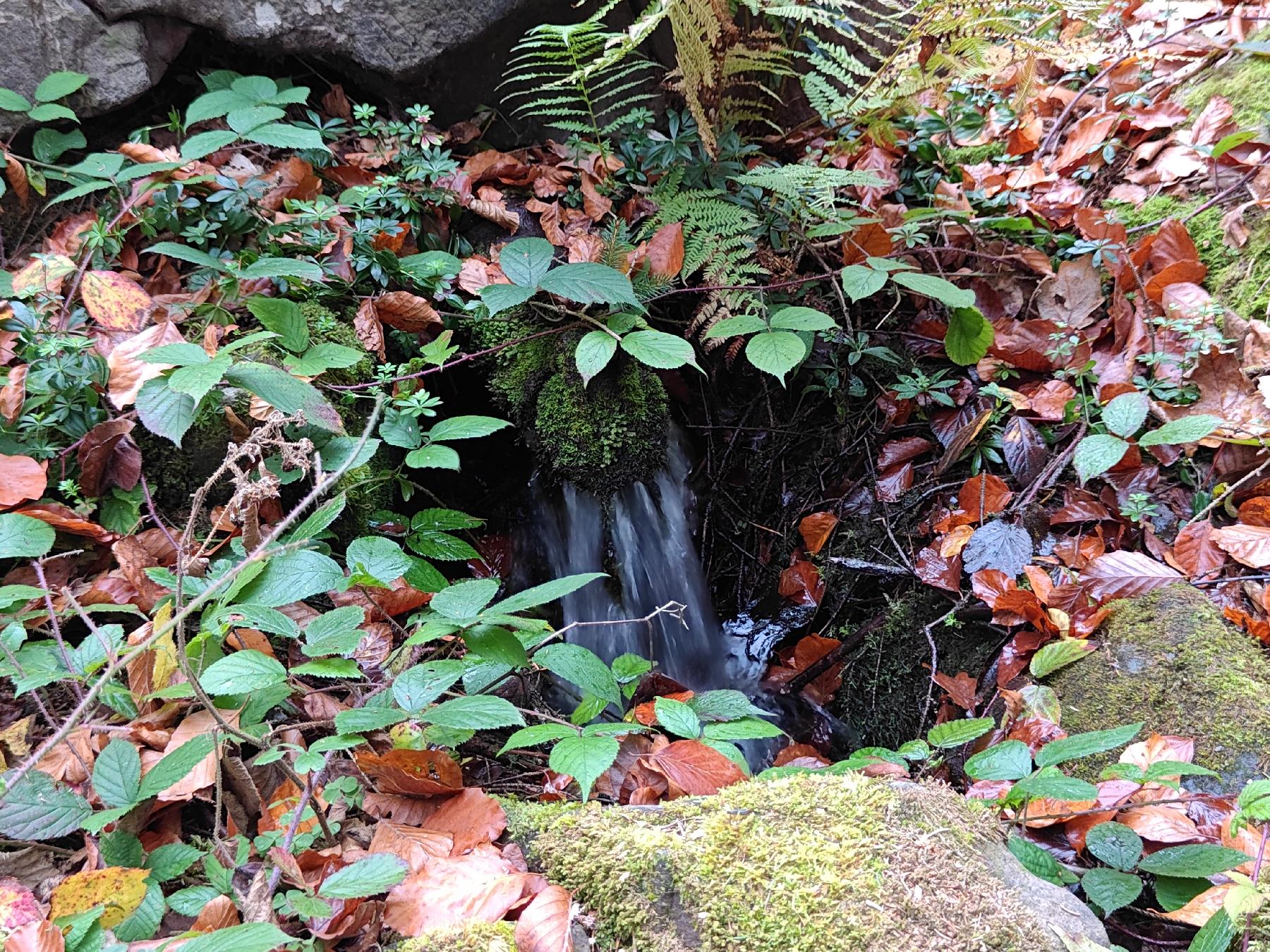 Quelle Schuckholzbornje in Herbstein-Lanzenhain