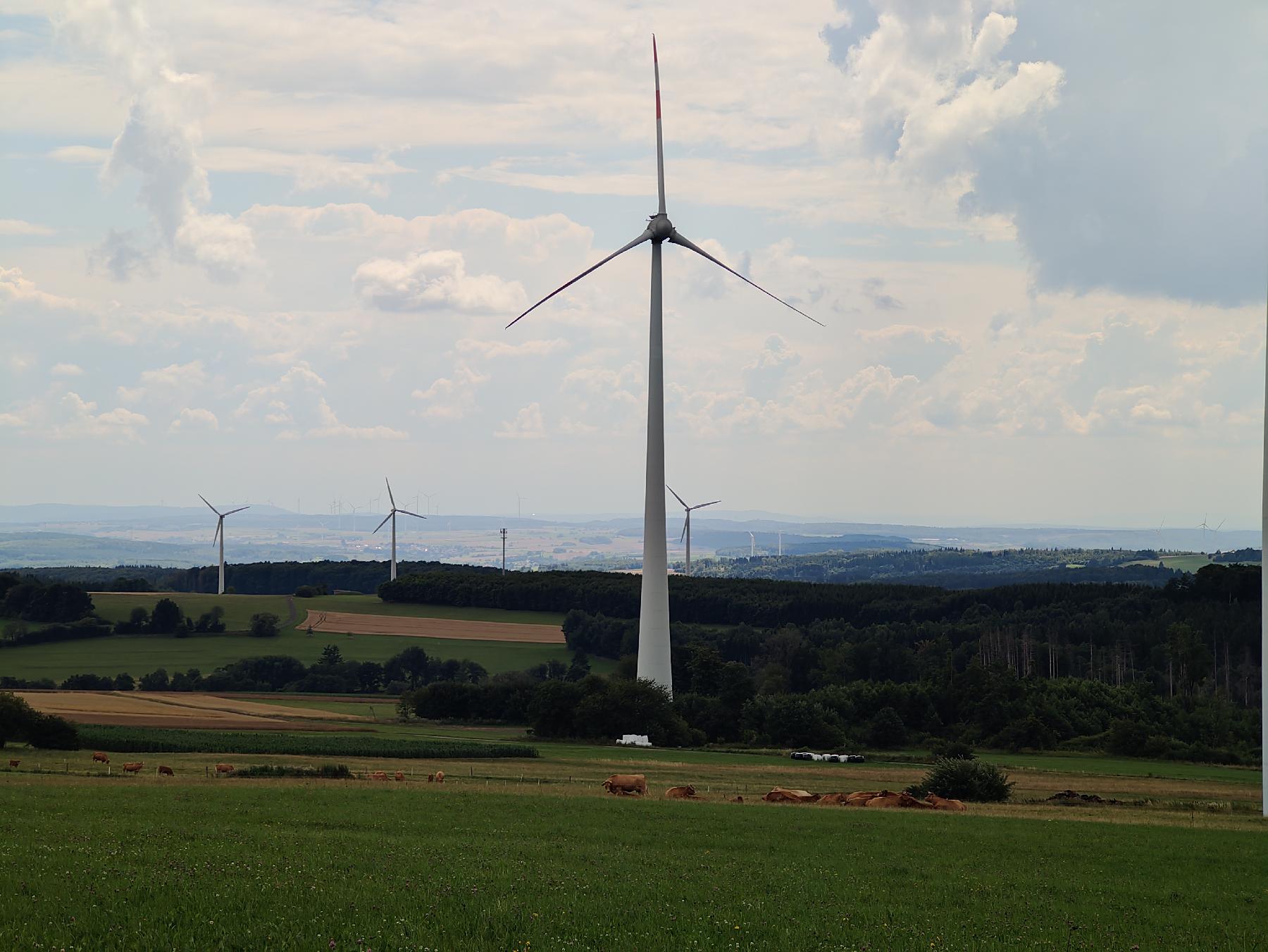 Berg Weißer Stein in Grebenhain-Hartmannshain