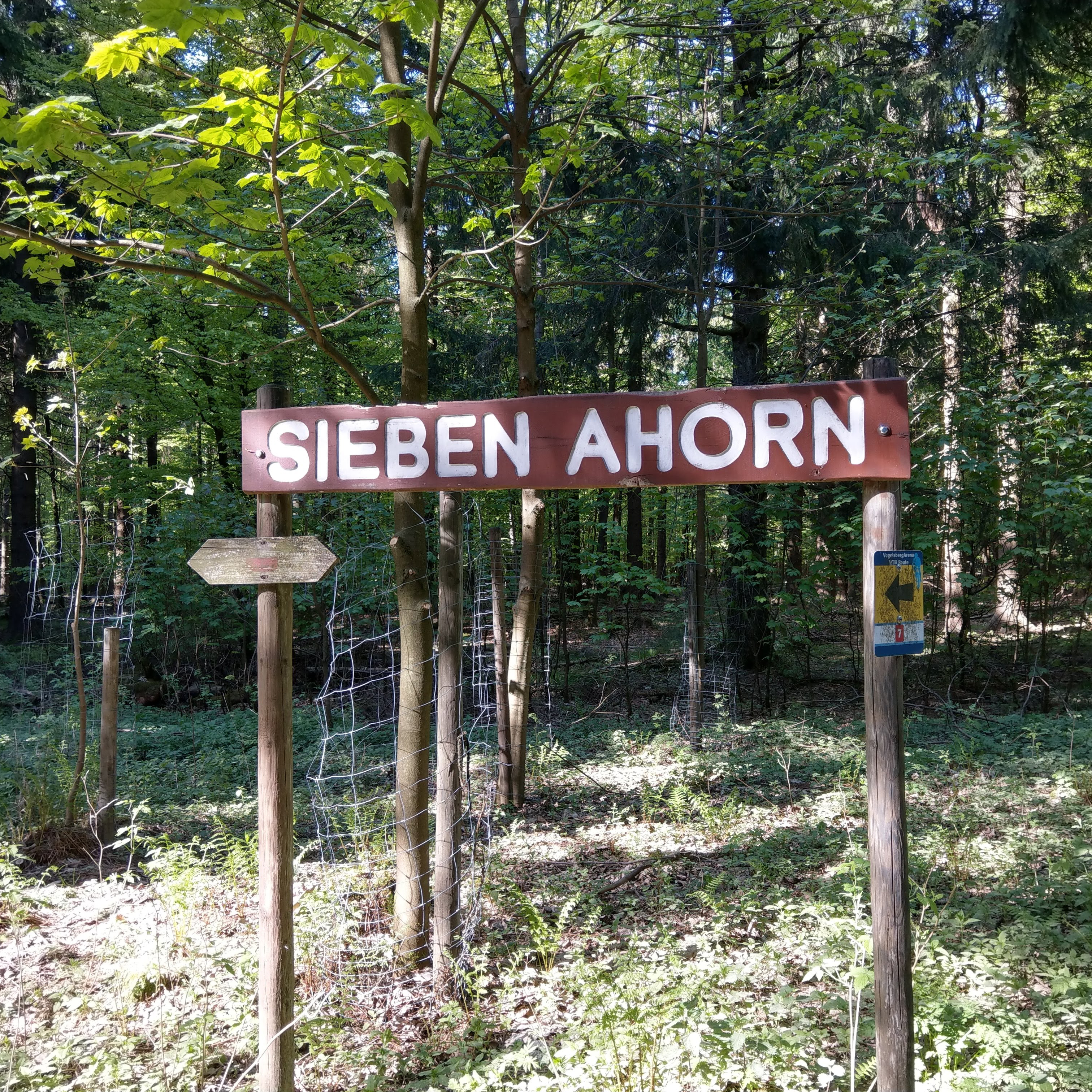 Sieben Ahorn im Vogelsberg