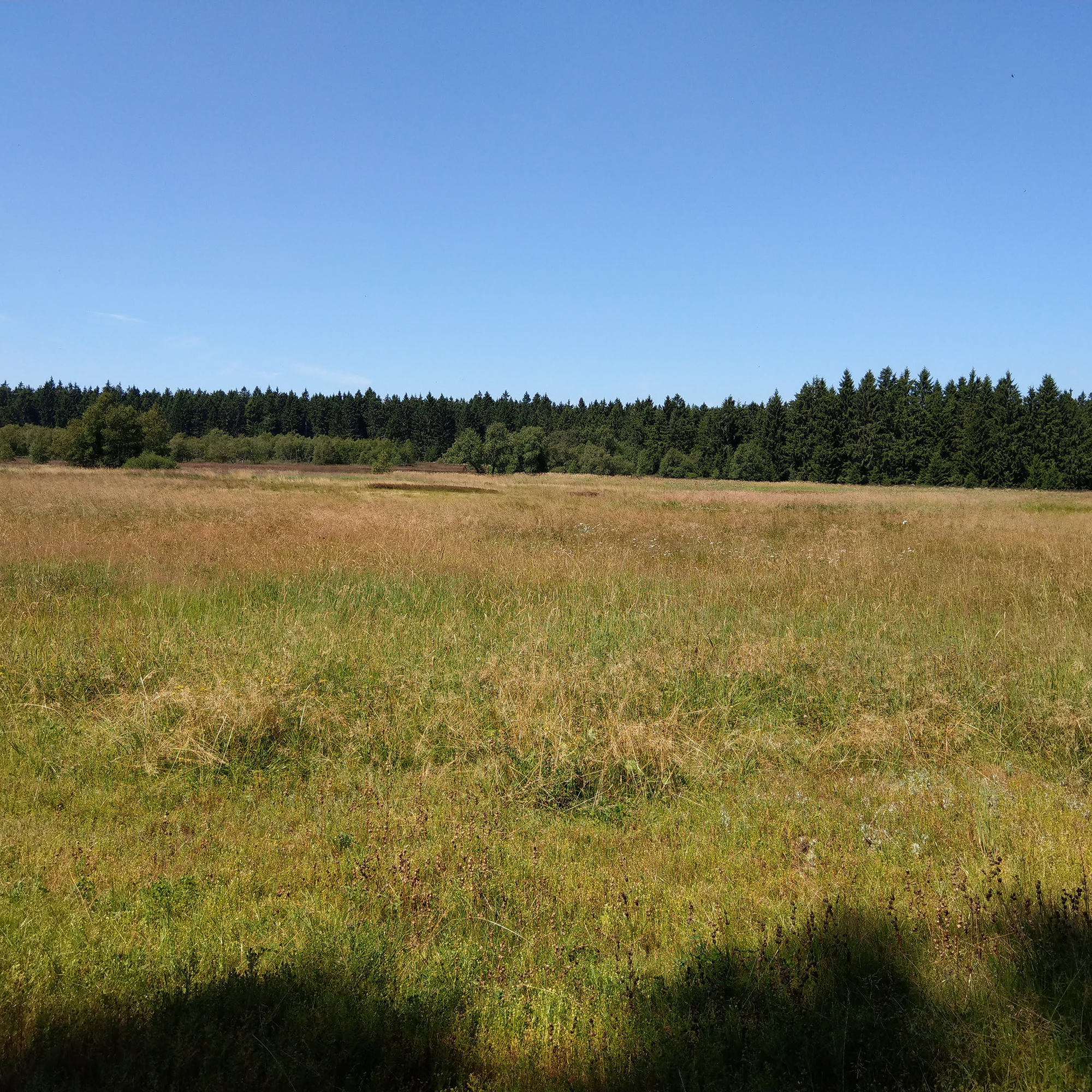 In der Breungeshainer Heide im Vogelsberg